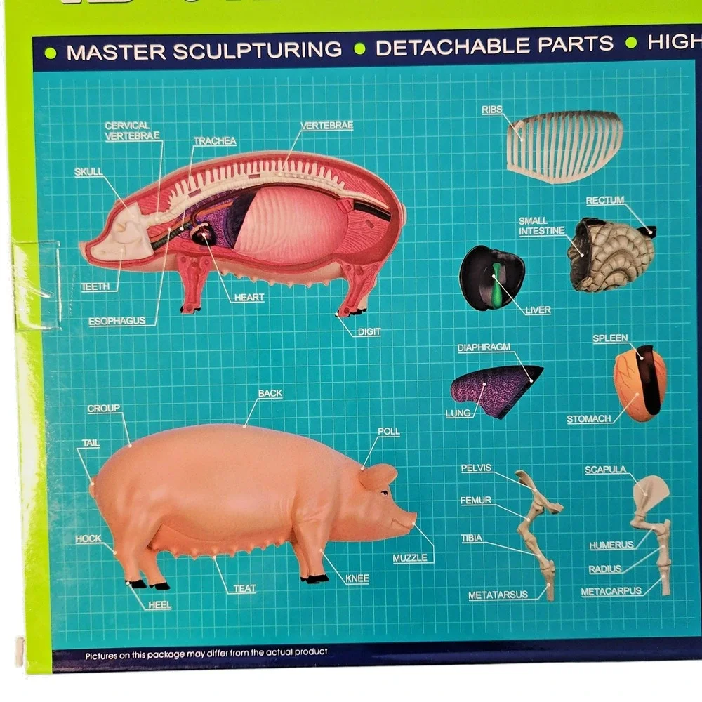 4D Vision Pig Anatomy‎ Model